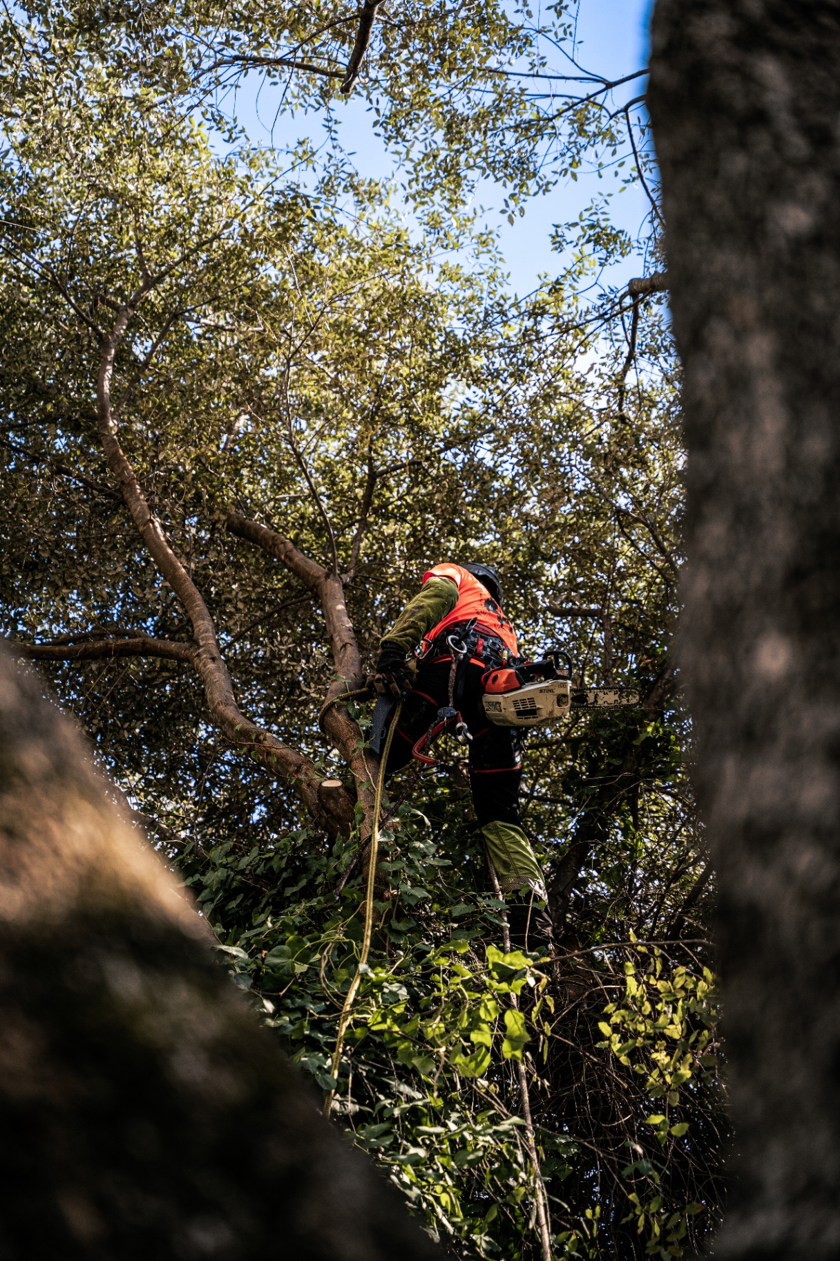Élagage en hauteur par un grimpeur arboriste