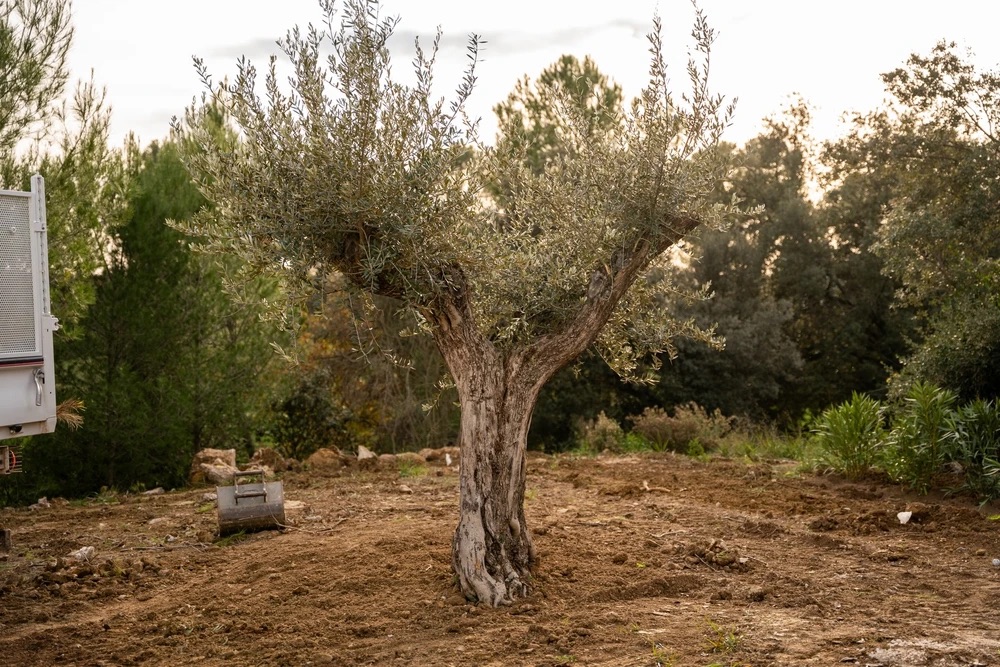 Olivier centenaire dans un jardin paysager